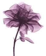 rose non violet